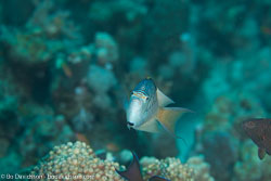 BD-120425-Marsa-Alam-6538-Genicanthus-caudovittatus-(Günther.-1860)-[Zebra-angelfish].jpg